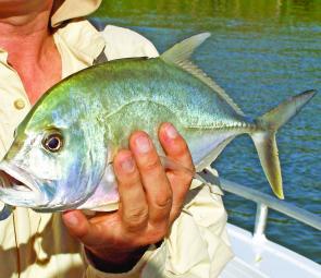 Trevally are keen at present, particularly at dawn.